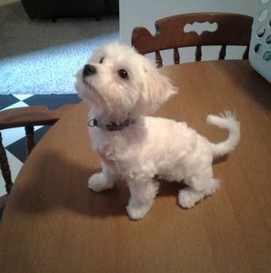 Meet your Posher, Tiffany